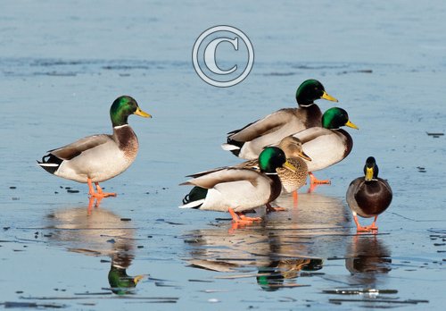 Mallard on Ice  DM1653